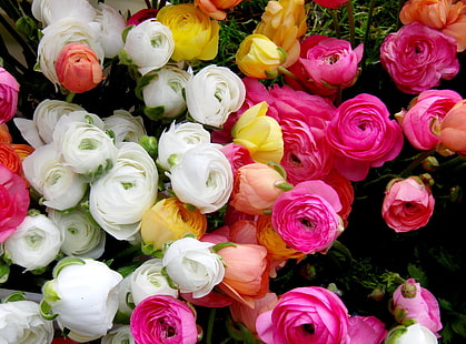 białe, kwiaty, żółte, różowe, Jaskier, Azjatyckie, Jaskier, Tapety HD HD wallpaper