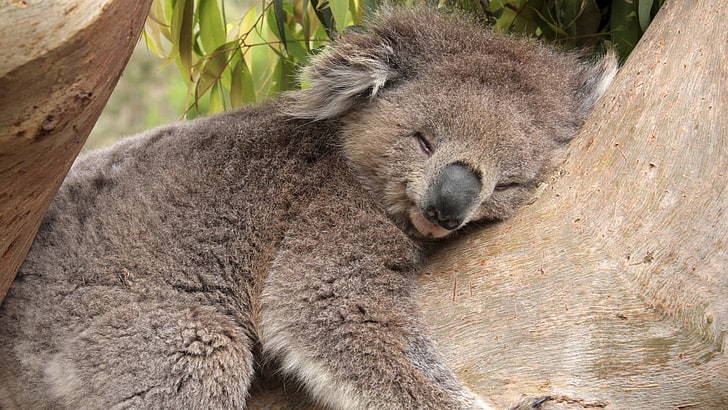 gray koala bear, koala, sleeping, lying down, face, HD wallpaper