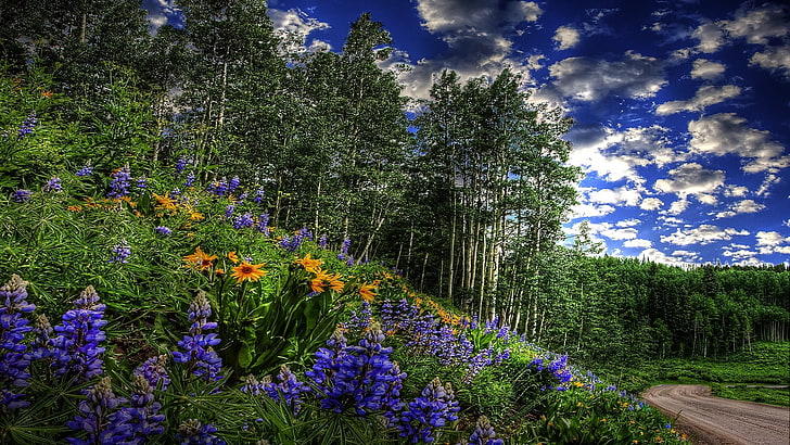 легло от лилави листни цветя близо до зелени дървета, пейзаж, пролет, цветя, небе, дървета, път, природа, облаци, HD тапет