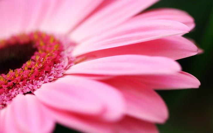 Flower Macro Pink HD, природа, цвете, макро, розово, HD тапет