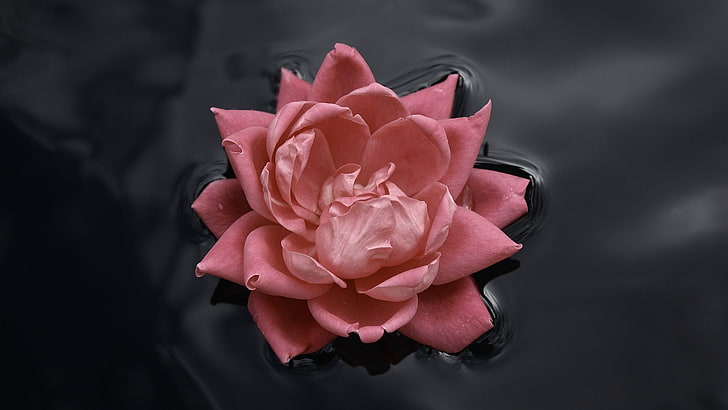 pink rose, pink roses, water, nature, macro, flowers, rose, black, pink, HD wallpaper