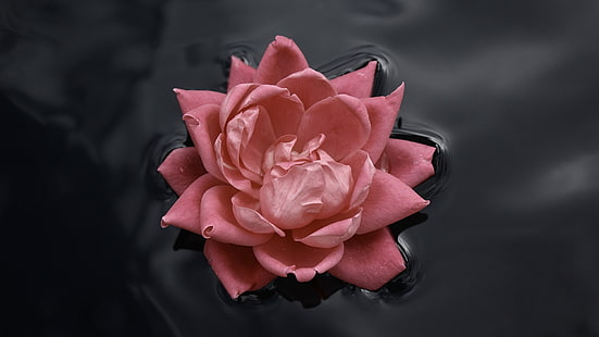 różowa róża, różowe róże, woda, natura, makro, kwiaty, róża, czarny, różowy, Tapety HD HD wallpaper