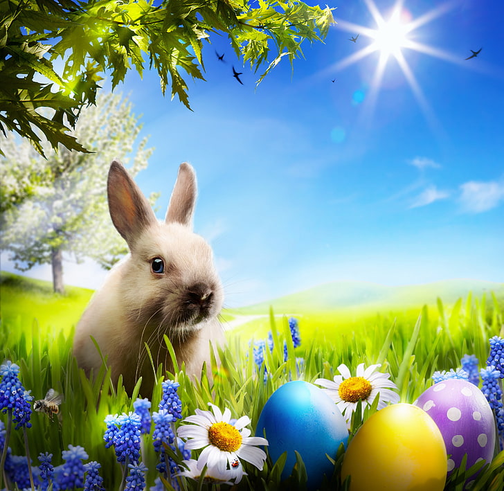 grass, flowers, chamomile, eggs, spring, rabbit, meadow, Easter, sunshine, bunny, camomile, HD wallpaper