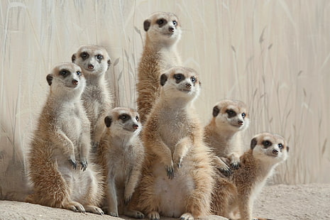 meerkat, Wallpaper HD HD wallpaper