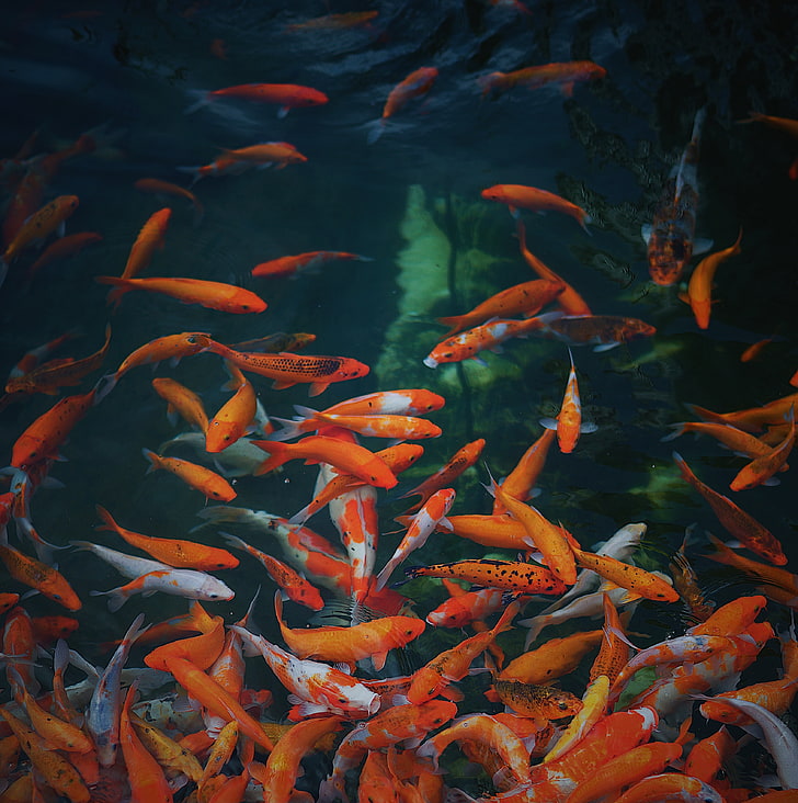 shoal of koi fish, fish, underwater world, gold, HD wallpaper
