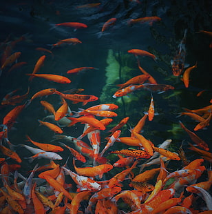 shoal of koi fish, fish, underwater world, gold, HD wallpaper HD wallpaper