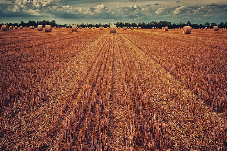 поле с кафява трева, поле, реколта, пшеница, сено, трева, HD тапет