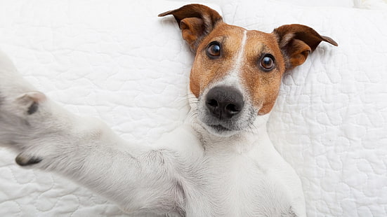 куче, лежащо на повърхността, куче, животни, Джак Ръсел териер, HD тапет HD wallpaper