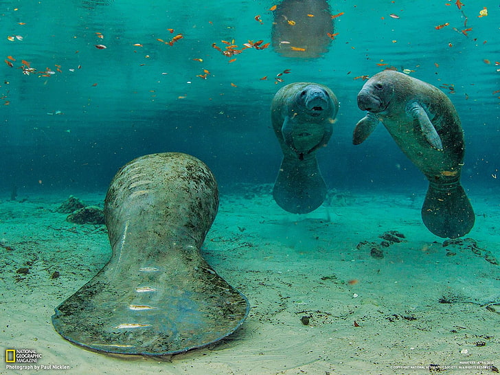 Manatees Florida-National Geographic wallpaper, gray seal, HD wallpaper