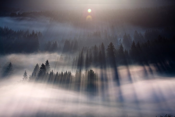 dimmig skog, dimma, skog, natur, landskap, lens flare, solljus, träd, HD tapet
