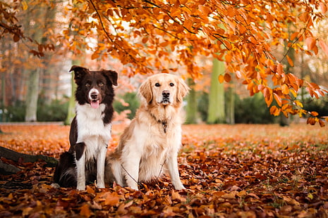 Cães, Cão, Border Collie, Golden Retriever, HD papel de parede HD wallpaper
