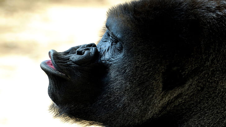 Rolig Gorilla Gest, rolig, gorilla, gest, djur, HD tapet
