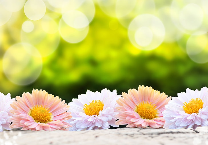 rosa und weiße Blumen, Blume, Blumen, Natur, Unschärfe, Rosa, Weiß, Bokeh, Gerbera, Tapete., grüner Hintergrund, HD-Hintergrundbild