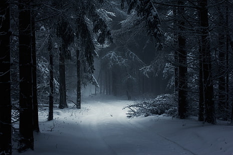 alberi coperti di neve, fotografia, paesaggio, natura, inverno, foresta, neve, nebbia, luce del giorno, sentiero, alberi, atmosfera, fiaba, Ungheria, Sfondo HD HD wallpaper