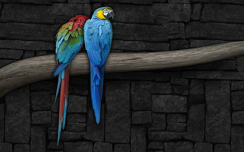 Pappagalli Coppia, uccelli, animali, amore, pappagallo, coppia, ara, uccello, colori, Sfondo HD HD wallpaper