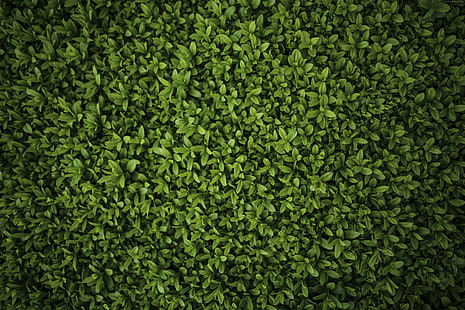 나뭇잎, 4K, 녹색, HD 배경 화면 HD wallpaper