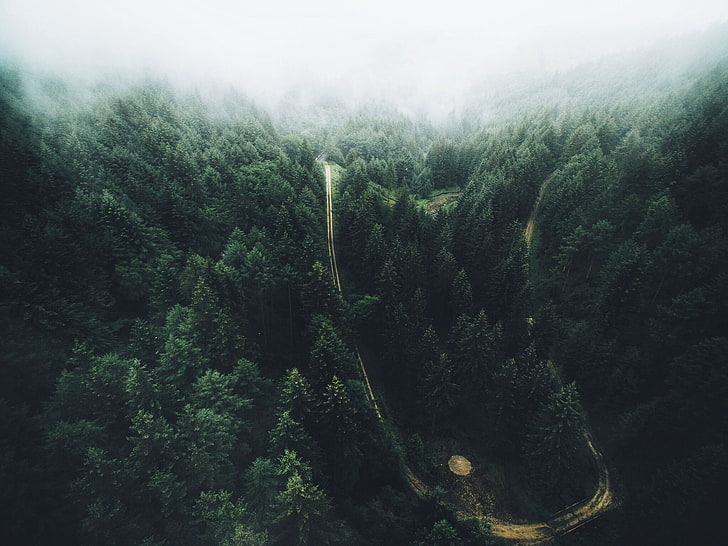pohon, hutan, pemandangan udara, jalan, Wallpaper HD