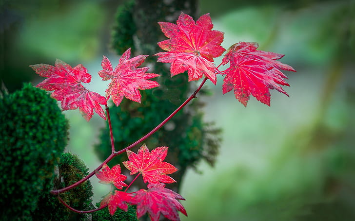 Czerwone liście, jesień, rozmycie tła, czerwony, liście, jesień, rozmycie, tło, Tapety HD