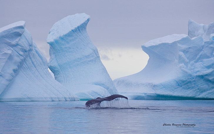 Antarctic whales-Animal Photo Wallpaper, white icebergs, HD wallpaper