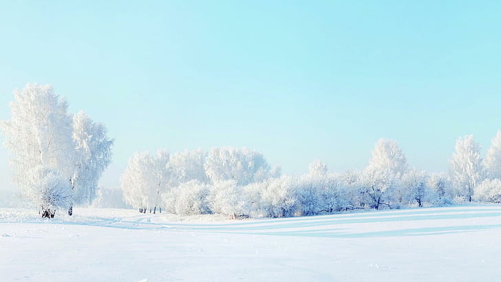 ป่าฤดูหนาวหิมะต้นไม้ทิวทัศน์ต้นไม้ที่มีหิมะปกคลุมในตอนกลางวันป่าฤดูหนาวหิมะต้นไม้ทิวทัศน์, วอลล์เปเปอร์ HD