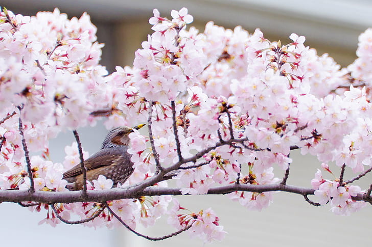 white petaled flower and gray bird selective photo, bulbul, bulbul, Cherry Blossoms, Brown-eared Bulbul, white, gray, selective, photo, Japan, Kanagawa, Yokohama, Aoba, Outdoor, Nature  Park, Plant, Tree, Flower, Cherry Blossom, Animal, Bird, Bokeh, Nikon  D7000, TAMRON, SP 70, F/4, Di, VC, USD, Model, CLUB, pink Color, springtime, branch, nature, blossom, petal, flower Head, HD wallpaper