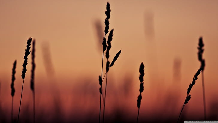 nature, spikelets, silhouette, HD wallpaper