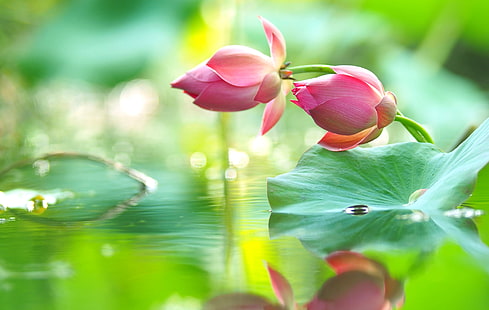 dwa różowe kwiaty lotosu, woda, krople, odbicie, różowy, delikatność, lotos, pąki, Tapety HD HD wallpaper