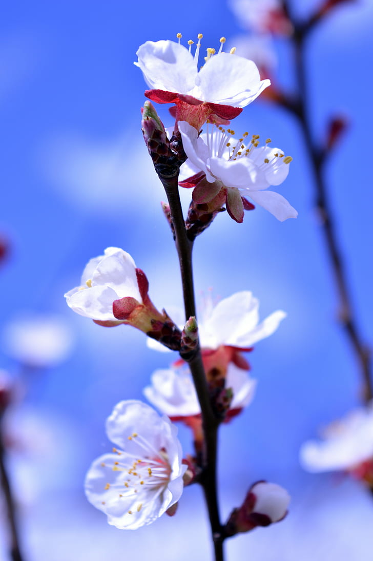 bunga, alam, biru, musim semi, buram, Wallpaper HD, wallpaper seluler