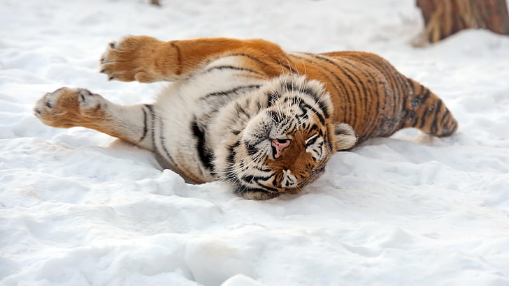 голяма котка, месоядно животно, тигър, диво, диво животно, хищник, сняг, зима, амурски тигър, дива природа, кожа, HD тапет