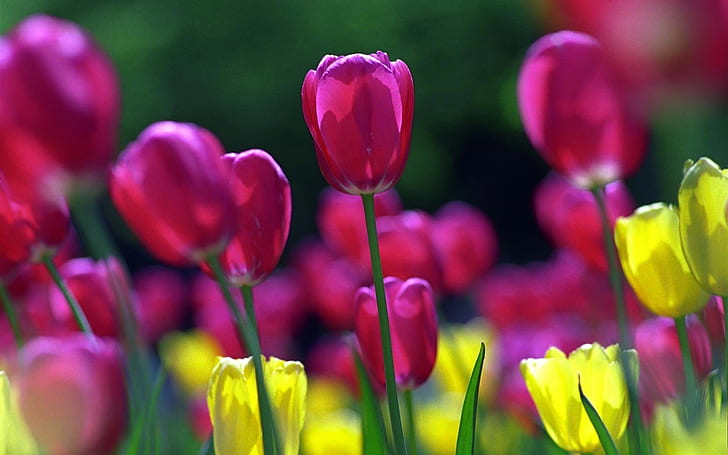 Весенние тюльпаны, красные и желтые тюльпаны, HD обои