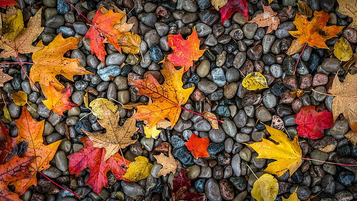 Earth, Leaf, Fall, Maple Leaf, Stone, HD wallpaper