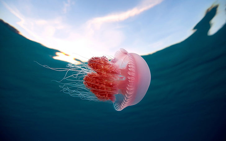 red and white jellyfish, jellyfish, underwater, animals, HD wallpaper