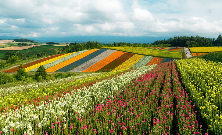 the sky, the sun, clouds, trees, flowers, hills, field, Japan, colorful, Khokkajdo, HD wallpaper