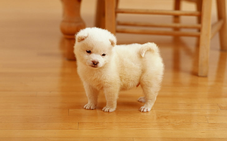 かわいい子犬、白いポメラニアン子犬、動物、犬、 HDデスクトップの壁紙