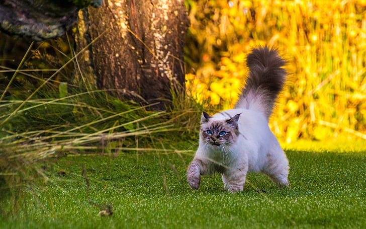 Gato de cola esponjosa caminando sobre hierba, esponjoso, cola, gato, caminar, hierba, Fondo de pantalla HD