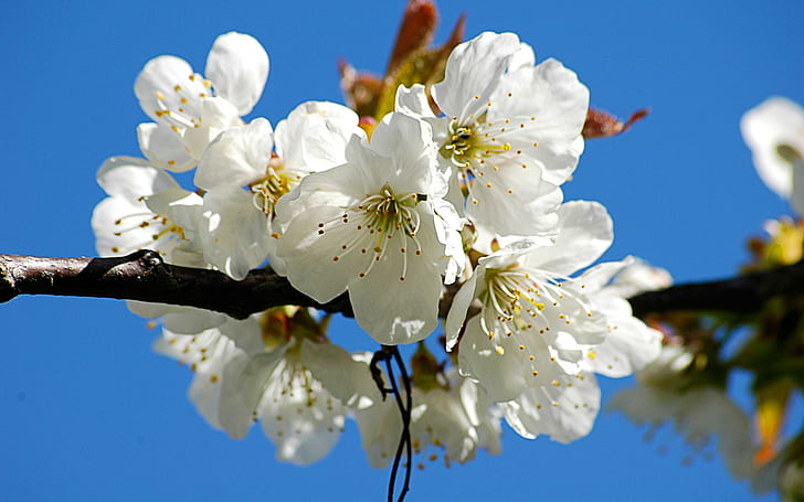 Bunga Sakura Putih, bunga sakura, alam, bunga, pohon, putih, 3d, dan abstrak, Wallpaper HD