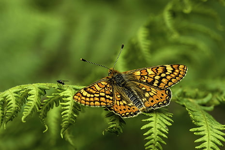 желтая и оранжевая бабочка, желтый, оранжевый, бабочка, Sony, A77, Габриэль, Корунья, Минолта, макро, природа, животные, марипозы, бабочки, Фото, насекомое, бабочка - насекомое, животное, крыло животного, красота В природе, близко-вверх, живая природа, лето, разноцветные, зеленый цвет, HD обои HD wallpaper