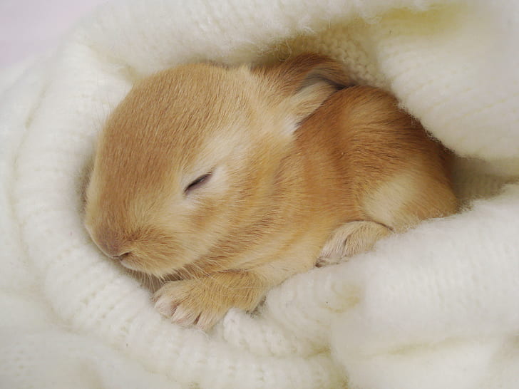 Bunny Rabbit Sleep HD, animais, sono, coelho, coelho, HD papel de parede