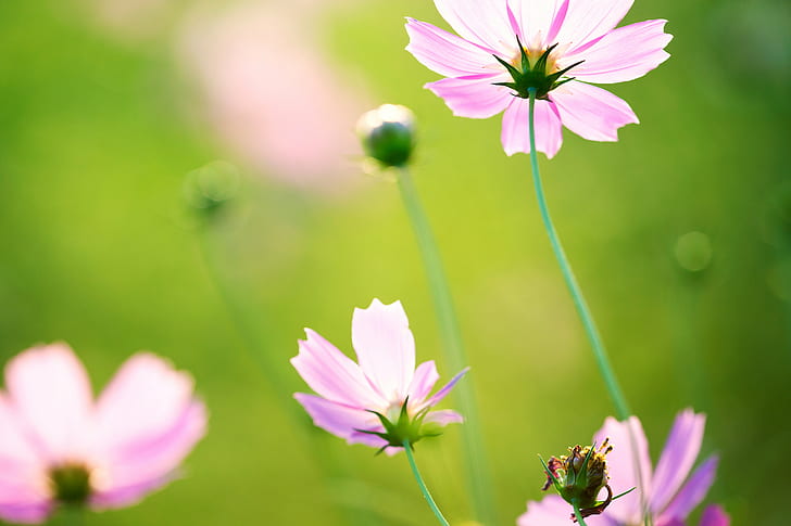 фотография с плитко фокусиране на лилаво цвете, мечтателно, космос, плитко фокусиране, фотография, лилаво цвете, Canon EOS, макро, природа, растение, Сайтама ЯПОНИЯ, 日本, ши, цвете, лято, на открито, пролет, HD тапет