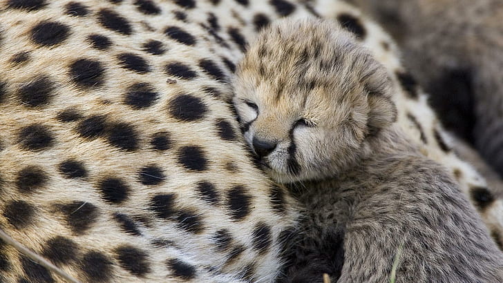 Mummy ...., bayi cheetah, macan tutul, kucing, binatang, Wallpaper HD