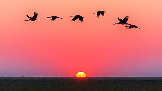 птица, закат, птицы, горизонт, HD обои HD wallpaper