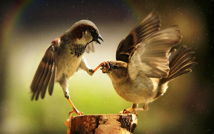 two brown-and-white birds, birds, animals, sparrow, rainbows, rain, humor, HD wallpaper