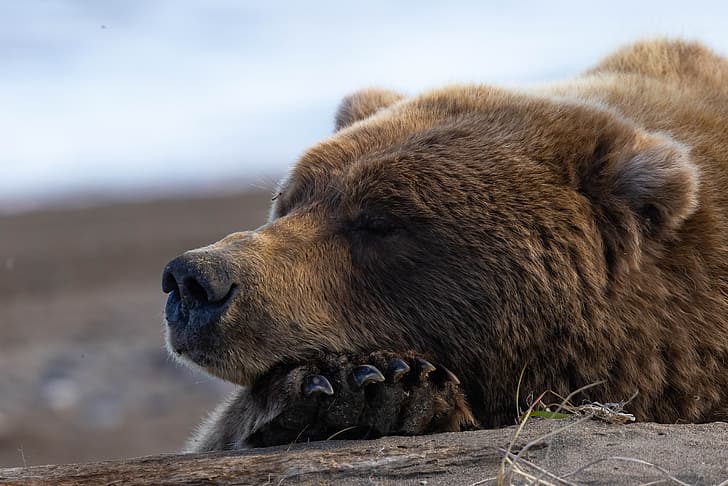 face, stay, paw, sleep, bear, claws, Grizzly, HD wallpaper
