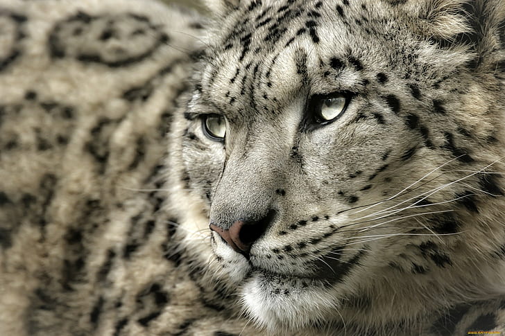 leopardo, leopardos de las nieves, leopardo (animal), Fondo de pantalla HD