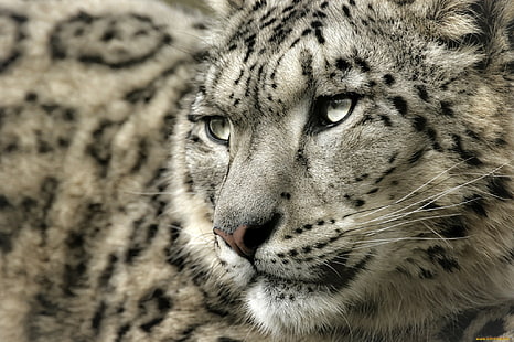 Leopard, Schneeleopard, Leopard (Tier), HD-Hintergrundbild HD wallpaper