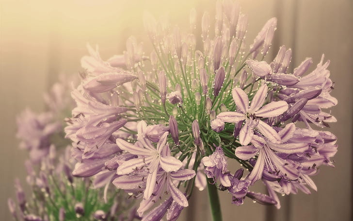 Lila Blüten, Blütenstand, Wassertropfen, Nebel, Lila, Blüten, Blütenstand, Wasser, Tropfen, Nebel, HD-Hintergrundbild