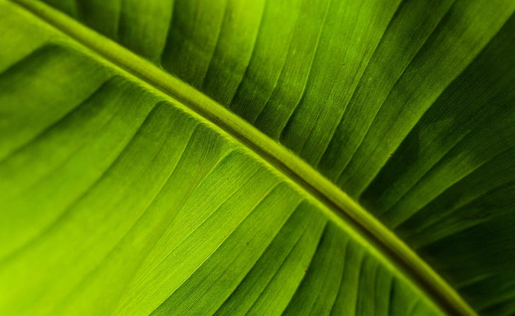 Bananblad, grönt blad digitalt tapeter, Aero, färskt, grönt, blad, banan, HD tapet