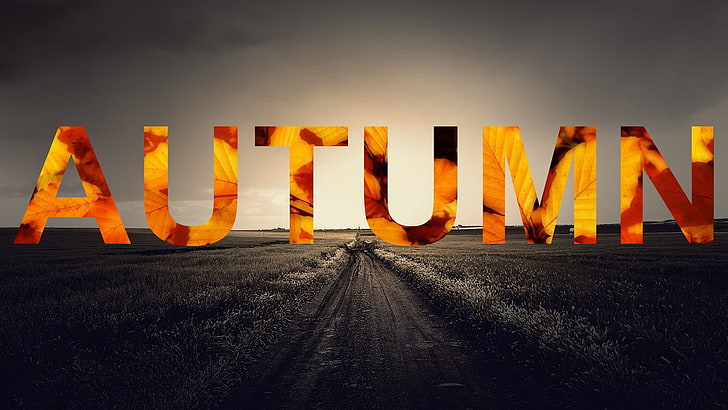 Autumn logo, fall, seasons, text, HD wallpaper