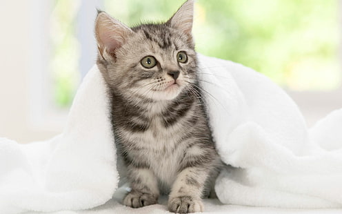 American Shorthair Kitten, americano, gattino, pelo corto, Sfondo HD HD wallpaper