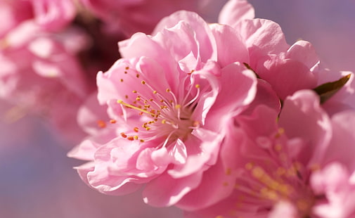Plum Blossom Macro, fiore rosa petalo, stagioni, primavera, macro, fiore, prugna, Sfondo HD HD wallpaper